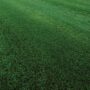 Sod – RTF® Grass – 500 SQFT – DIRECT SHIP